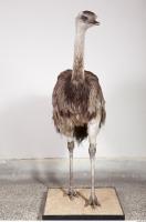 Emus body photo reference 0024